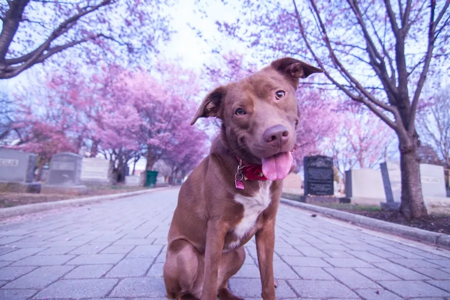 Brown dog on a brick path in a cemetery with blooming cherry trees in the background