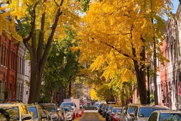 Tree-lined street with golden fall leaves, parked cars and brick row houses