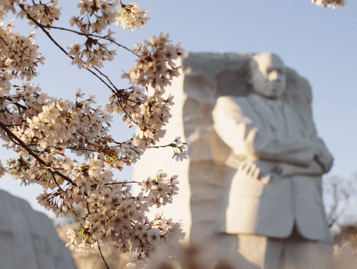 Memorial MLK Jr e flores de cerejeira na primavera