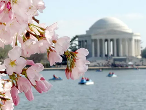 Cherry blossoms around Tidal Basin