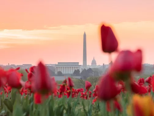 @johiattkim - Tulipanes con Monumento Nacional al fondo