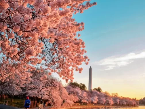Tidal basin with Cherry Blossom trees in bloom