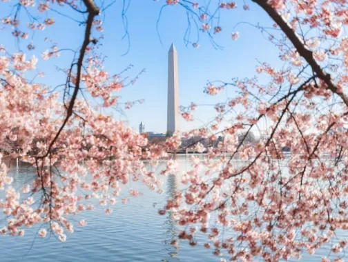 Fiori di ciliegio al bacino di marea con il monumento a Washington