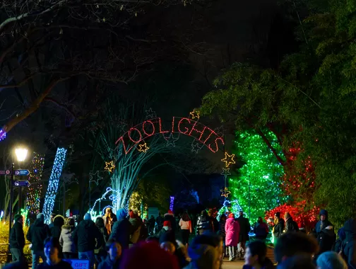 ZooLights