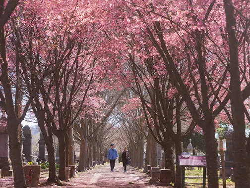 Walkway through the Congressional Cemetery with Cherry Blossoms surrounding each side