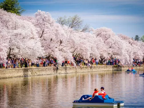 Pareja en botes a pedales Tidal Basin - Festival Nacional de los Cerezos en Flor - Washington, DC