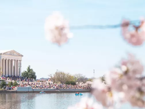 Frühling und Kirschblüten in Washington, DC - Ihr ultimativer Führer zum National Cherry Blossom Festival und Frühling in DC