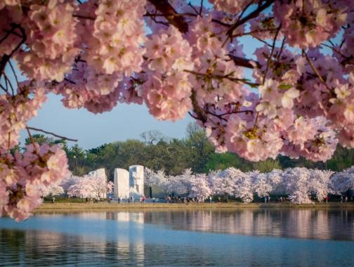 Martin Luther King, Jr. Memorial surrounded by cherry blossoms - Free things to do in Washington, DC