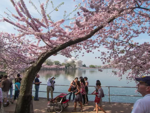Cherry Blossoms on the Tidal Basin - National Cherry Blossom Festival - Things to Do This Spring in Washington, DC