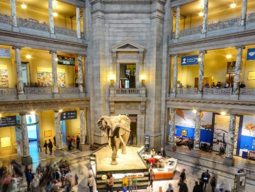 @ ray.payys - Museu Nacional de História Natural Smithsonian no National Mall - Museu Livre em Washington, DC