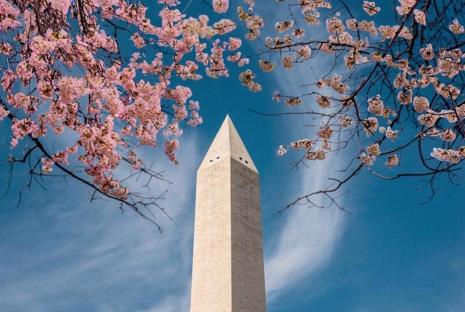 @byhopemarie - 在華盛頓特區的國家櫻花節期間，櫻花在國家廣場上的華盛頓紀念碑上構圖