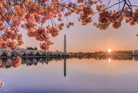 워싱턴 기념비가있는 갯벌 분지의 벚꽃