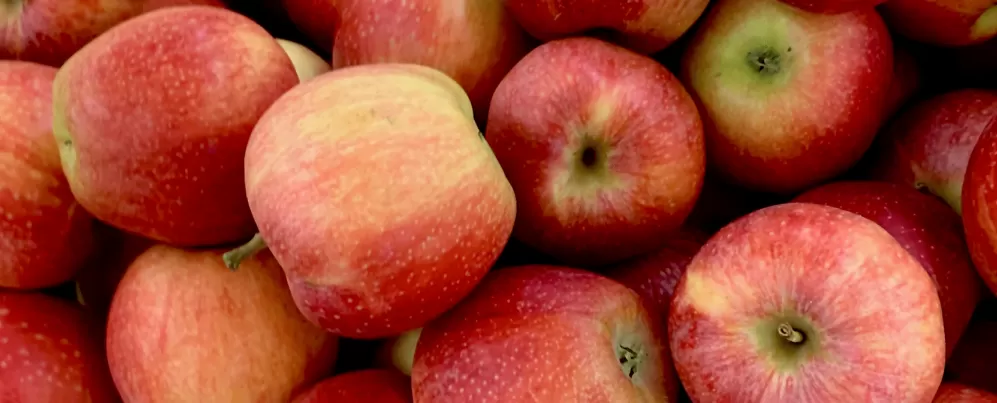 蘋果。 圖片來源：Pierpaolo Riondato