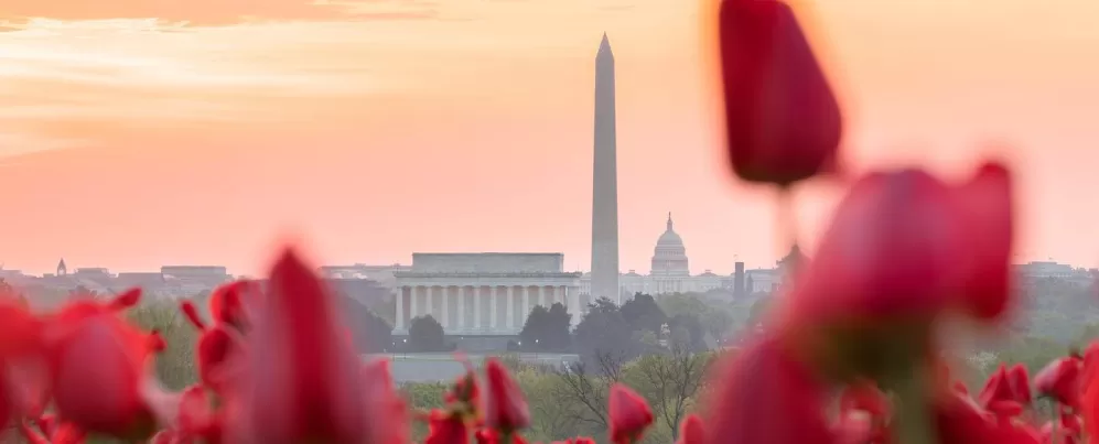 @johiattkim - Tulipas com Monumento Nacional ao fundo