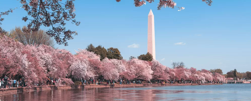 Flores de cerejeira ao redor da Tidal Basin