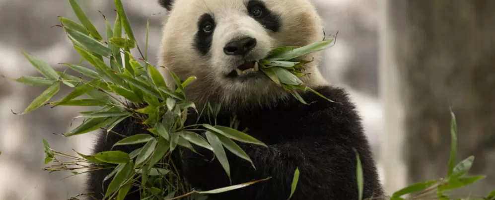 Panda at the National Zoo