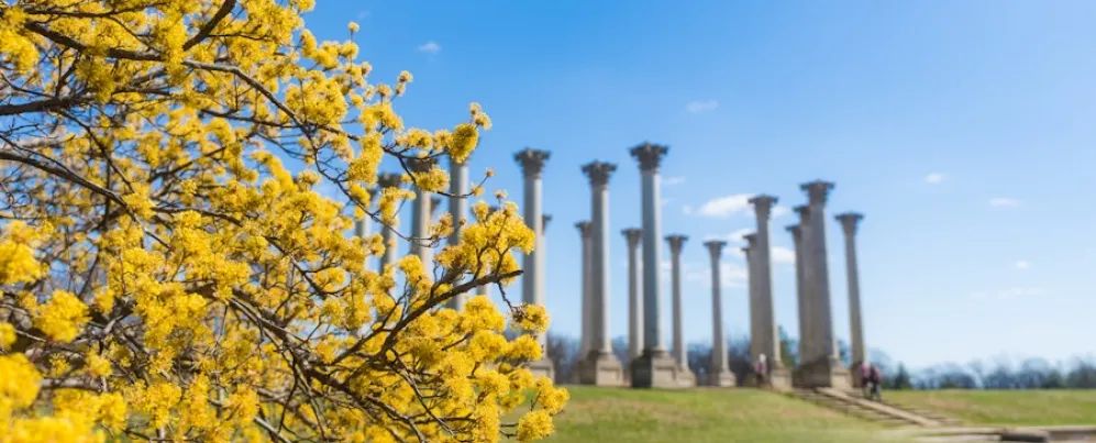 Vista das Colunas do Capitólio no Arboreto Nacional com flores amarelas brilhantes em primeiro plano.