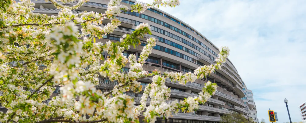 Curved multi-story building, the Watergate Hotel, behind flowering tree at a DC street corner.
