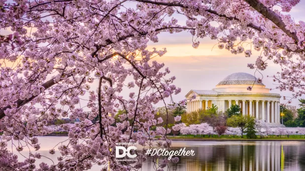Memorial de Thomas Jefferson e as flores de cerejeira com zoom da imagem de fundo
