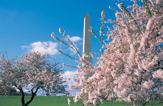Kirschblüten und Washington Monument
