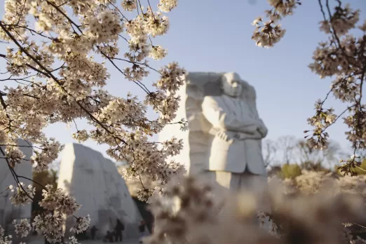 Kirschblüten am MLK Memorial