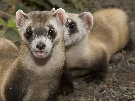 Furetto dai piedi neri allo zoo nazionale