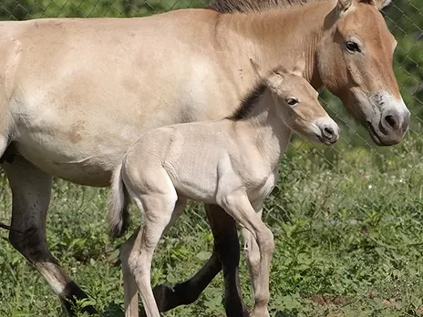 El caballo de Przewalski en el Zoológico Nacional
