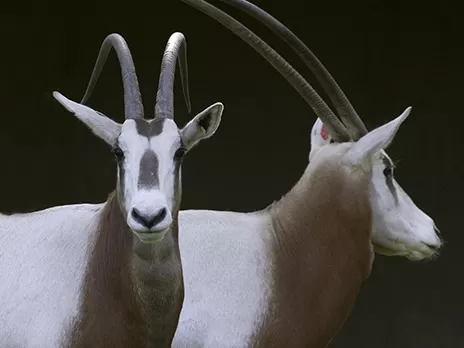 Órix de cuernos de cimitarra en el Zoológico Nacional