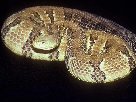 Serpiente de cascabel de madera en el Zoológico Nacional