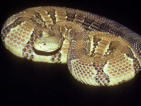 Cascavel de madeira no Zoológico Nacional