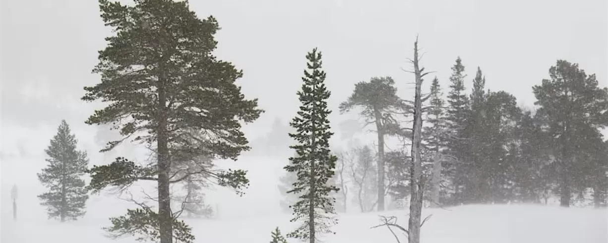 【公式】フジのお歳暮・冬ギフト - WEBカタログ掲載中 House-of-Sweden_17842FFC-A32C- 自然、風景