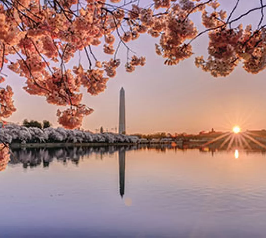 Cherry blossoms around Tidal Basin at sunrise