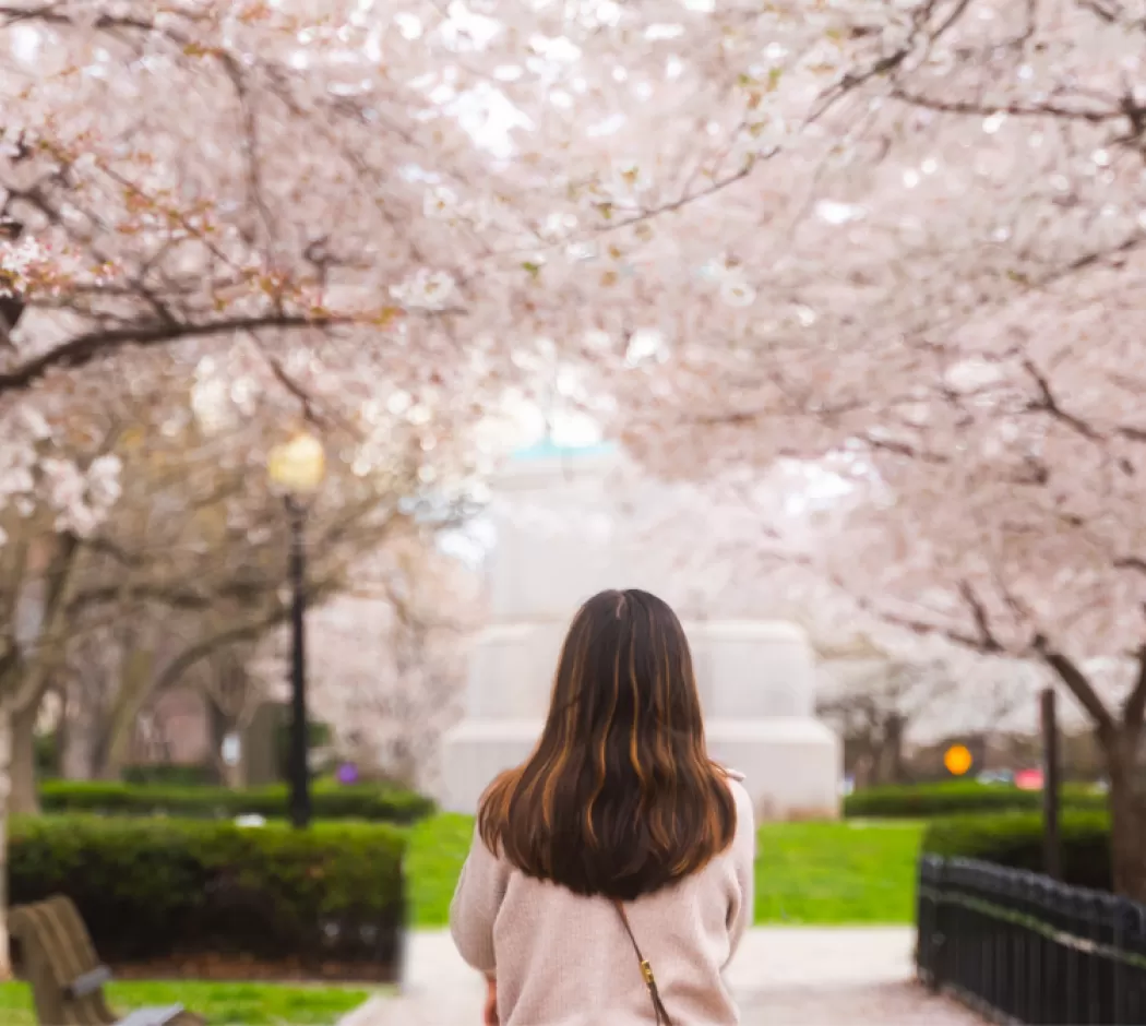 Mujer caminando bajo los cerezos en flor