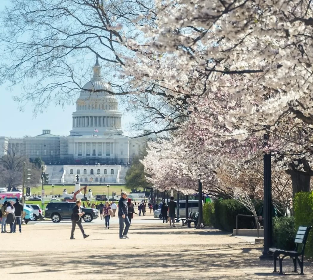Blooming cherry blossoms line the path leading to the U.S. Capitol, with visitors strolling and enjoying the springtime view.